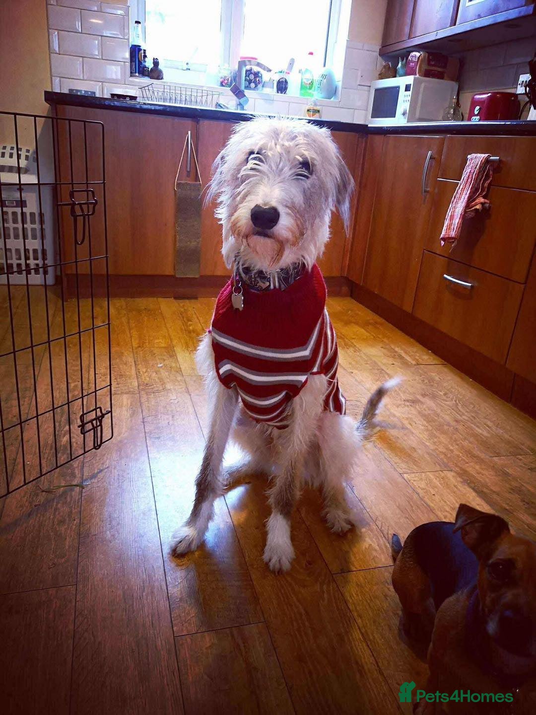 Deerhound dogs for adoption: Gentle Deerhound Cross Hunter Seeks Loving Home - Image 2