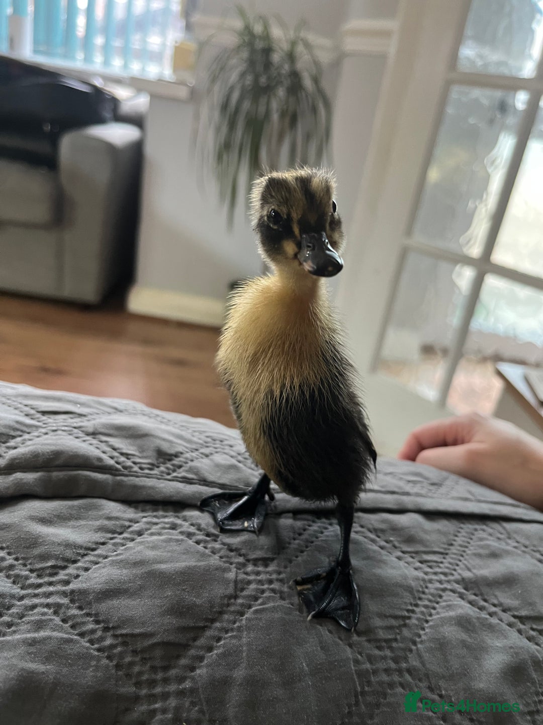 Chickens poultry for sale: Silkies - ducklings - Drakes - Advert 30