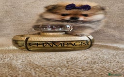 Pomeranian dogs for sale:  Beautiful Pomeranian puppies  - Image 8