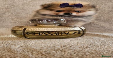 Pomeranian dogs - Advert 3