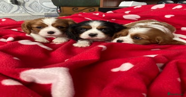 Cavalier King Charles Spaniel dogs - Advert 1