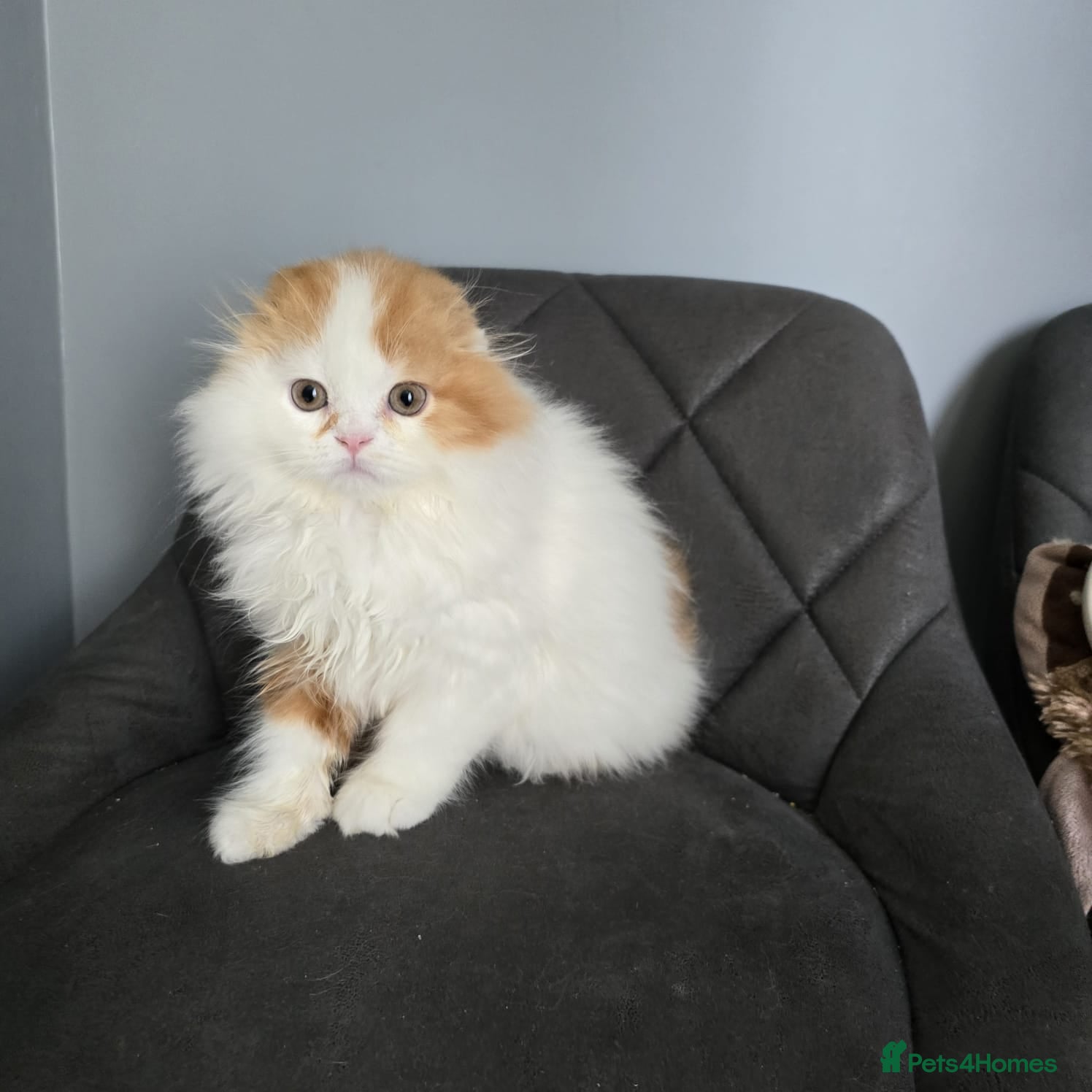 Scottish Fold cats One wee Wonder seeking mum or dad - Advert 17