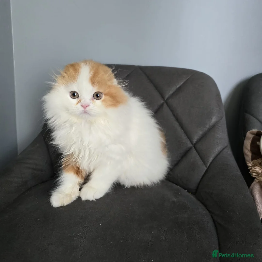 Scottish Fold cats for sale: One wee Wonder seeking mum or dad - Advert 1