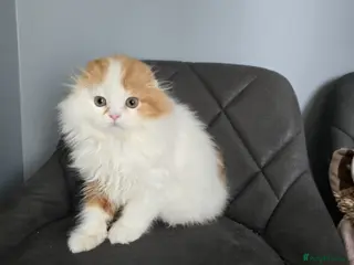 Scottish Fold cats One wee Wonder seeking mum or dad - Advert 12