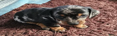 Miniature Dachshund Puppy 1
