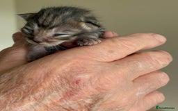 Bengal cats for sale: Bengal kittens  - Image 2