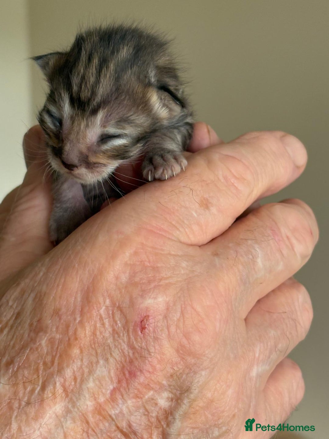 Bengal cats for sale: Bengal kittens  - Image 2