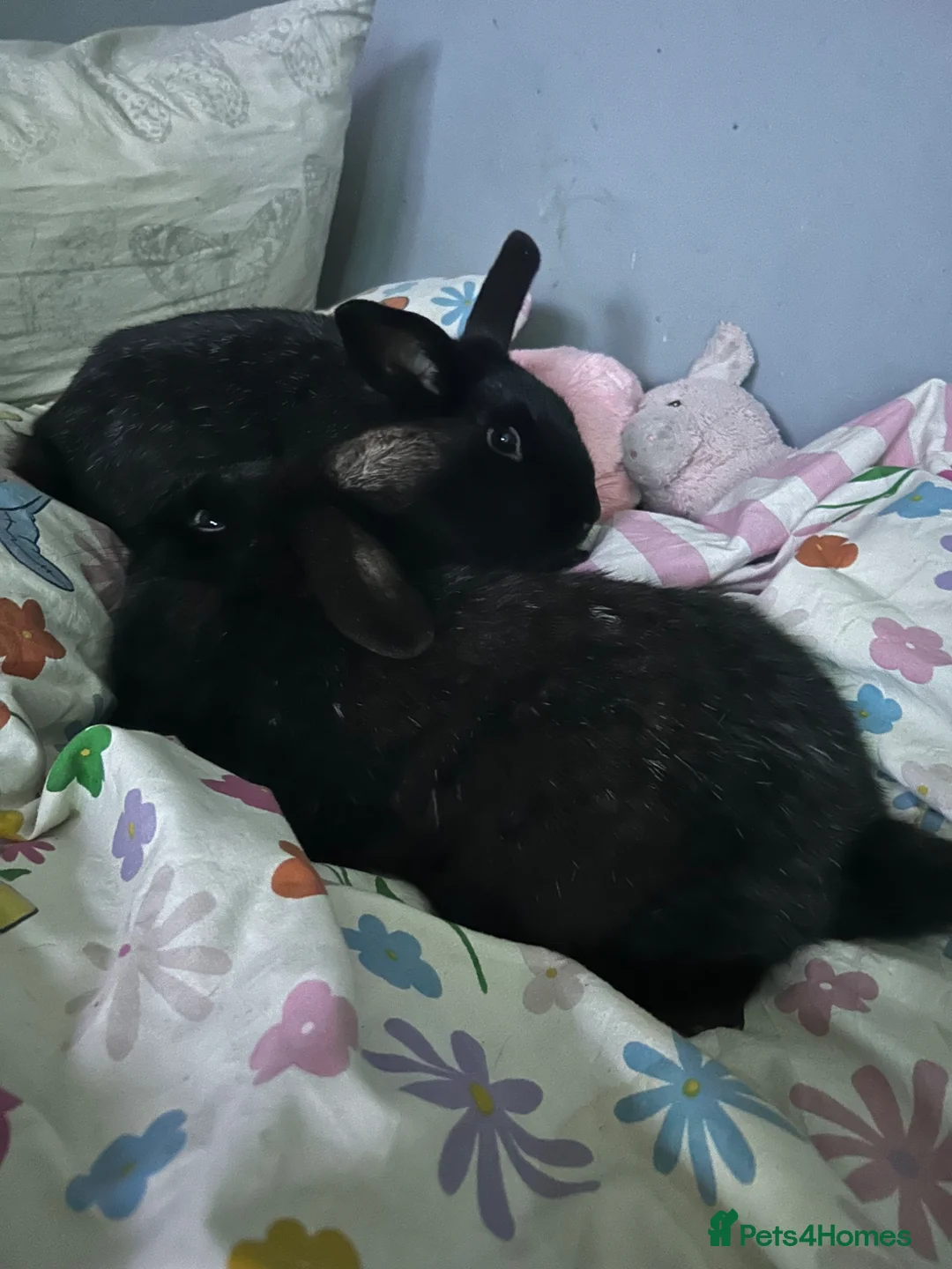 Mixed Breed rabbits for sale: 2 male brothers in Bootle - Advert 1