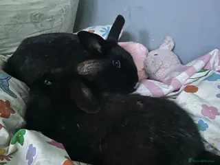 Mixed Breed rabbits 2 male brothers - Advert 2