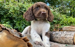 English Springer Spaniel dogs for sale: Working English Springer Spaniel Pups - KC REG - Image 2