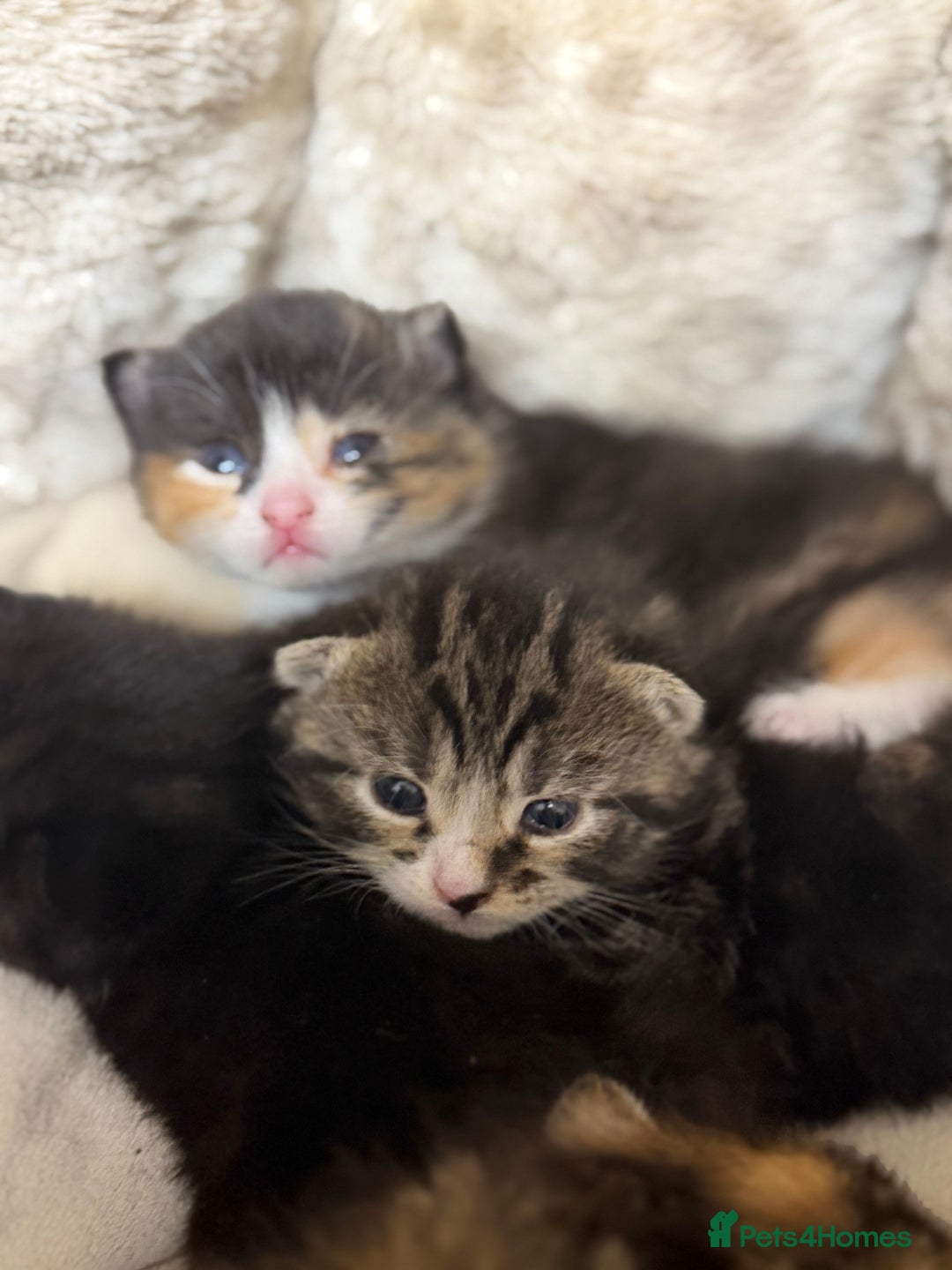 British Shorthair cats for sale: Adorable Kittens, Will be Ready from 22 December! - Advert 11