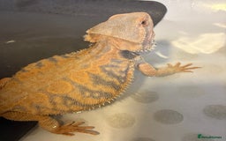 Dragon reptiles for sale: Female Leatherback Bearded Dragon - Image 2