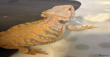 Dragon reptiles - Advert 4