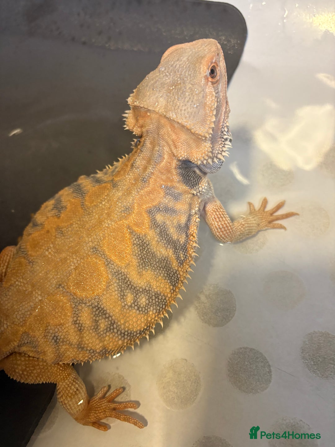 Dragon reptiles for sale: Female Leatherback Bearded Dragon - Image 2