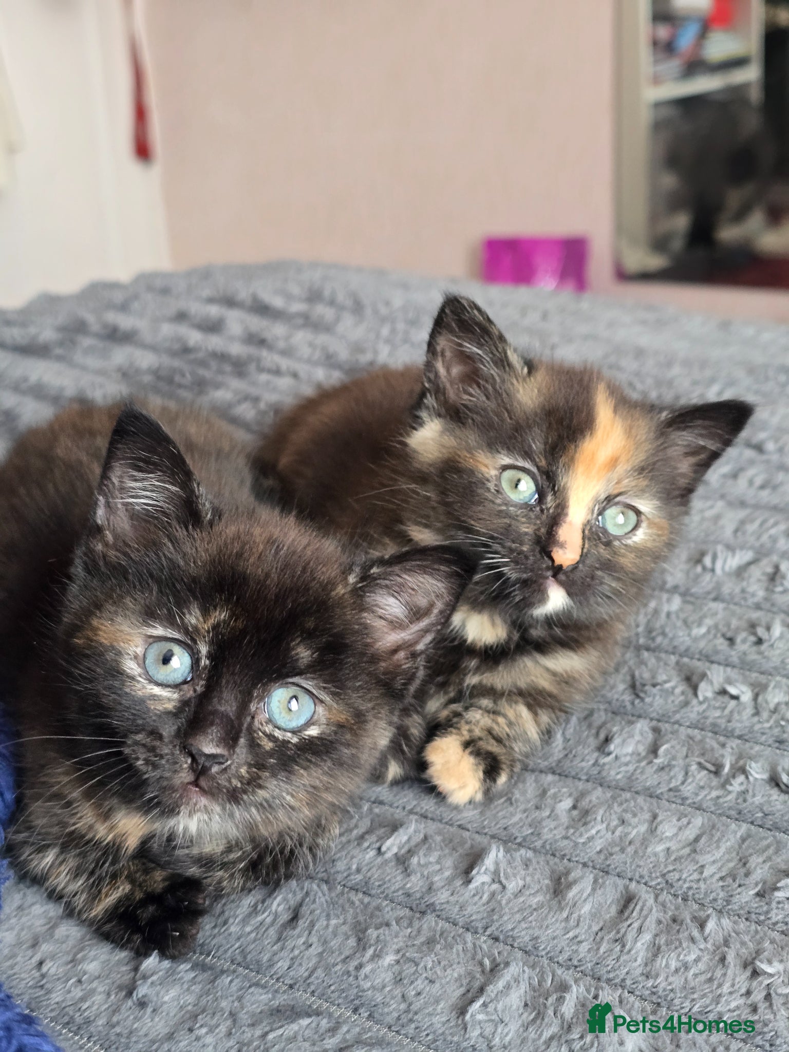 Mixed Breed cats Beautiful chubby Kittens Ready for Loving Homes - Advert 1