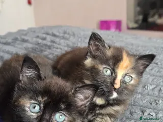 Mixed Breed cats Beautiful chubby Kittens Ready for Loving Homes - Advert 1