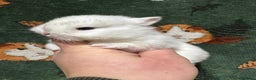 Netherland Dwarf rabbits for sale: Baby Netherland Dwarfs  - Advert 3