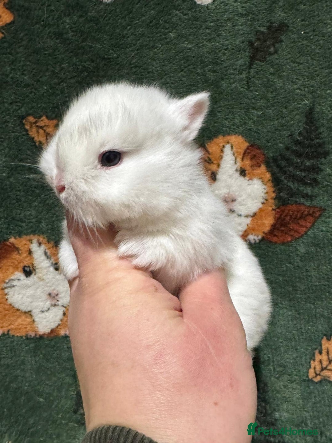 Netherland Dwarf rabbits for sale: Baby Netherland Dwarfs  - Advert 3