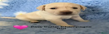 Labrador Retriever 8
