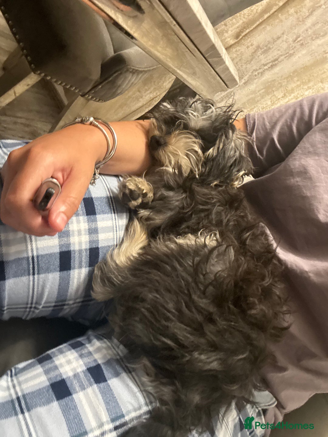 Morkie dogs for sale: male morkie for sale  - Image 1