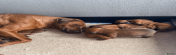 Rhodesian Ridgeback dogs for sale: Rhodesian Ridgeback Puppies EU Pedigree - Advert 2