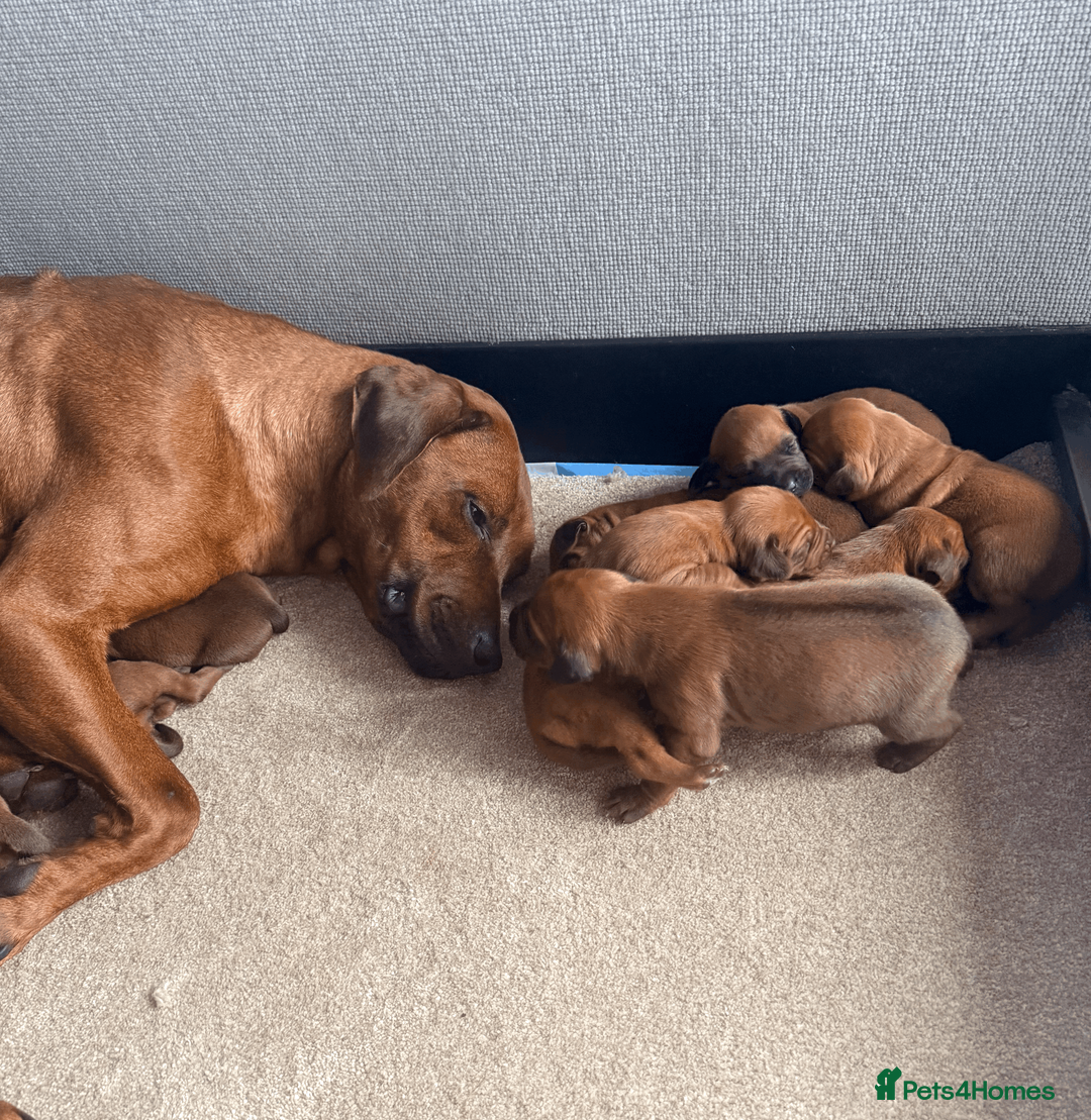 Rhodesian Ridgeback dogs for sale: Rhodesian Ridgeback Puppies EU Pedigree - Advert 2