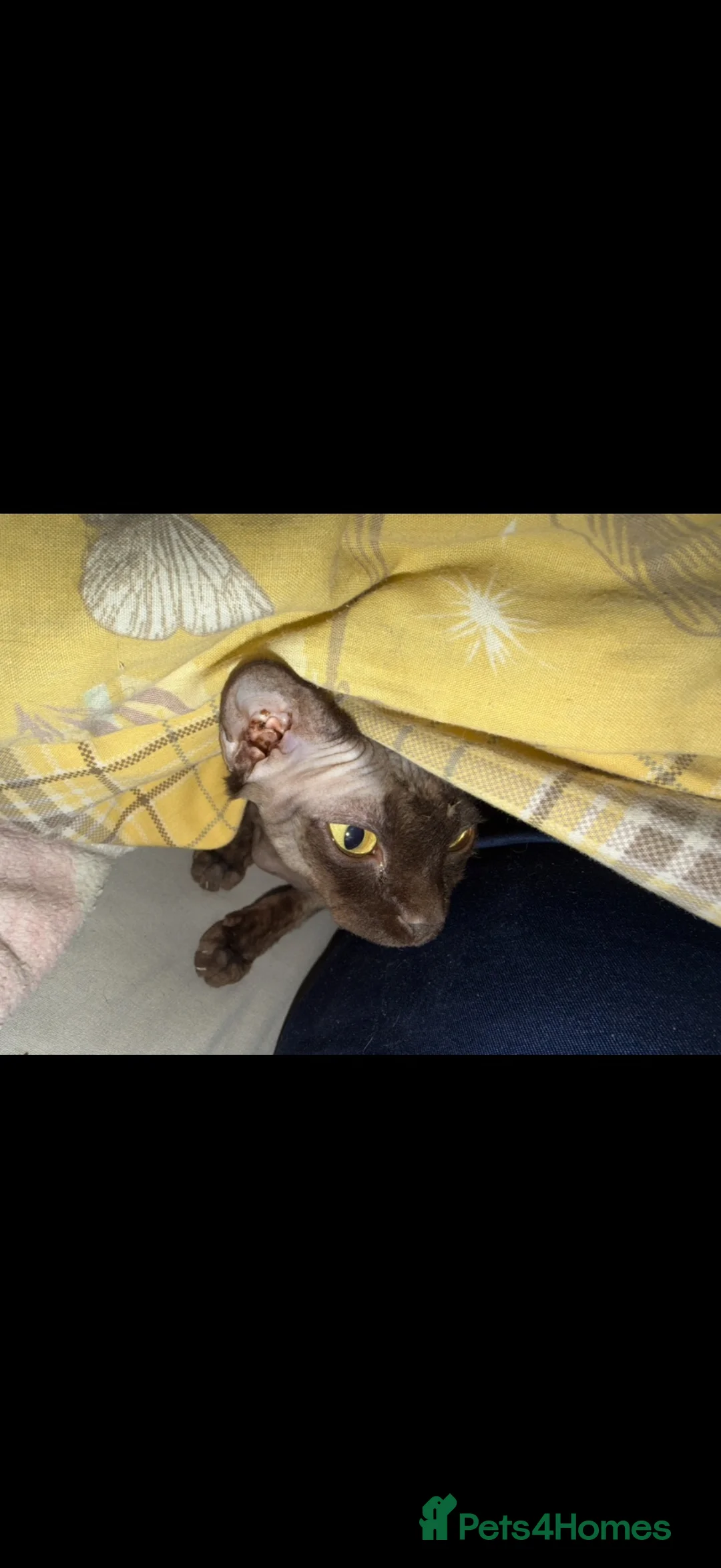 Sphynx cats for sale: 3 year old Russian Sphynx  in Arbroath - Advert 4