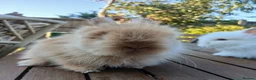 Mini Lop rabbits for sale: Waiting list for new bundles of joy  - Advert 7