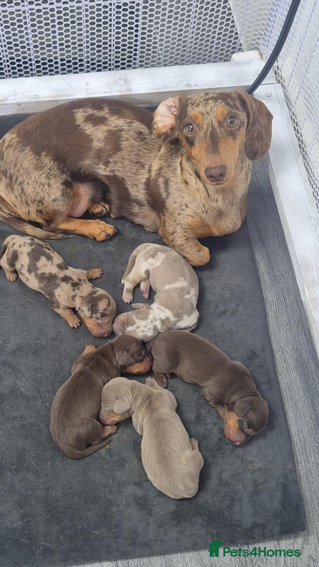 Miniature Dachshund dogs 2 pups available  - Advert 1
