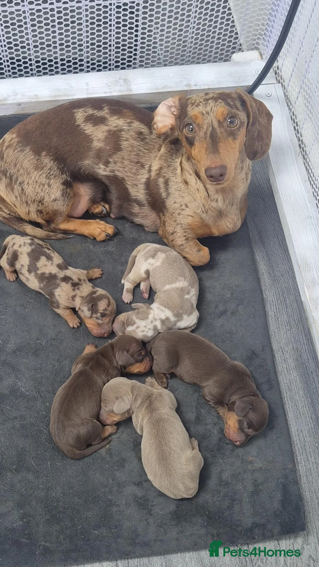 Miniature Dachshund dogs for sale: 2 pups available  - Advert 1