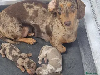 Miniature Dachshund dogs 2 pups available - Advert 1