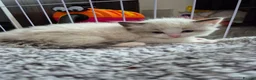 Ragdoll cats for sale: Blue bicolour Ragdoll kittens - Advert 5