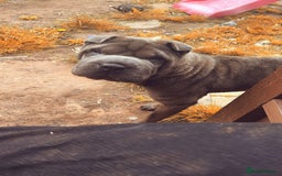 Shar Pei dogs for sale: Mika Female Shar Pei Age 4  - Image 2