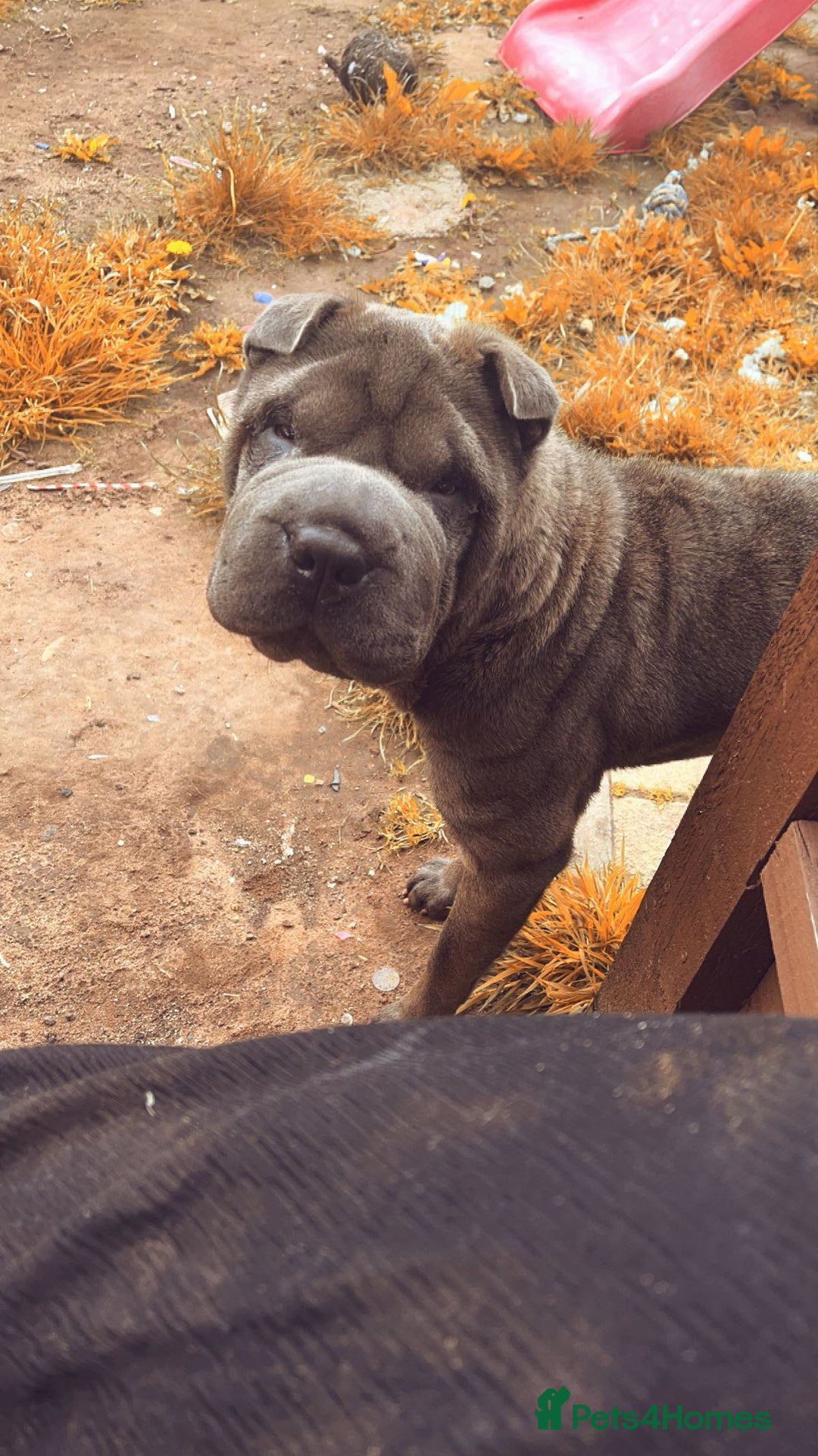 Shar Pei dogs for sale: Mika Female Shar Pei Age 4  - Image 2