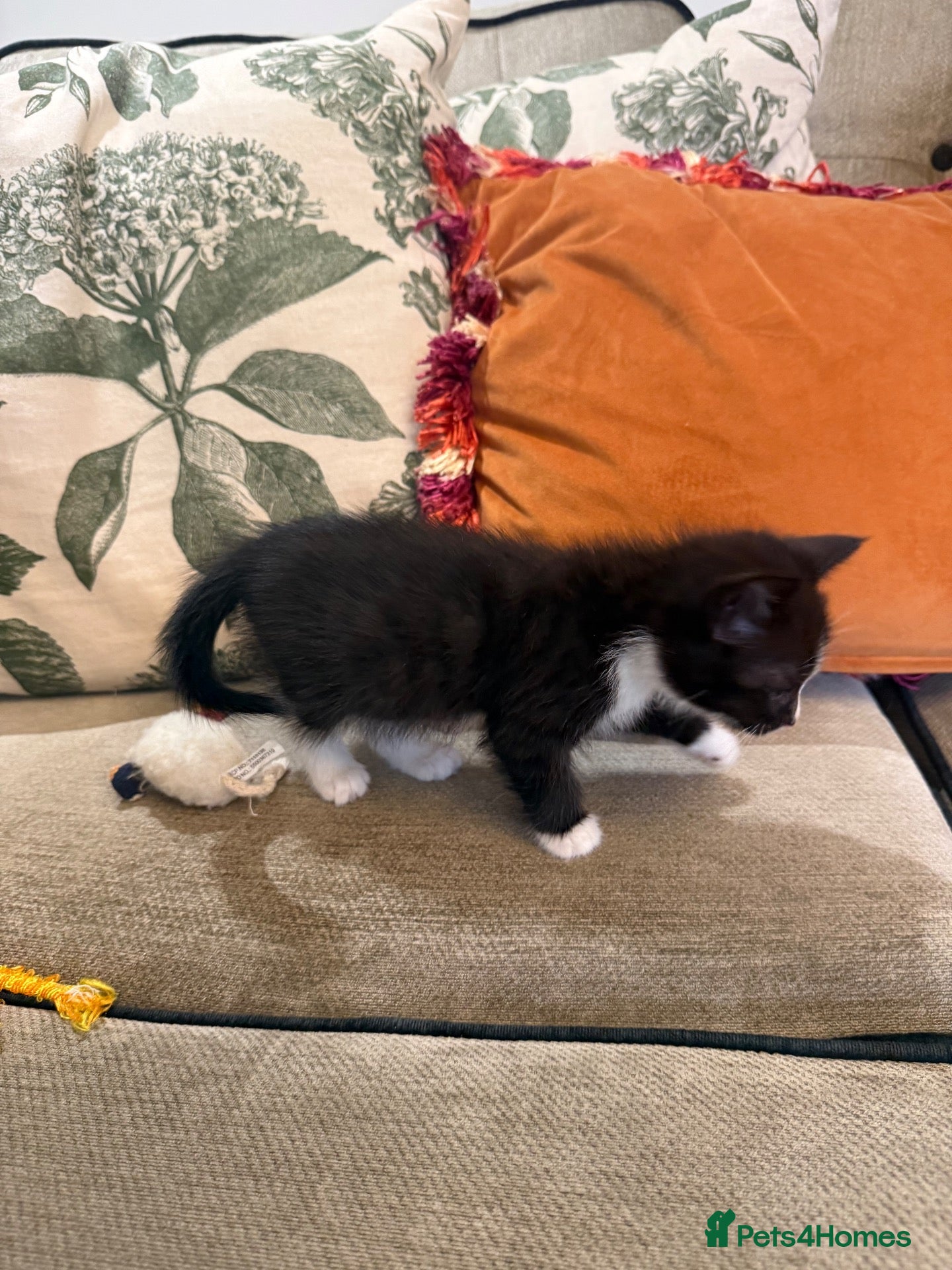 Mixed Breed cats READY NOW *LAST KITTEN LEFT*  - Advert 2