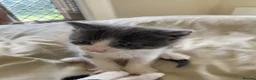 Mixed Breed cats for sale: 8 wk Grey White Kitten - Advert 25