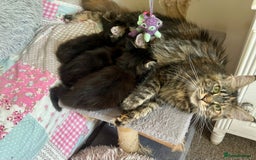 Maine Coon cats for sale: GCCF reg Maine Coon Kittens Stunning Tabby litter - Image 11