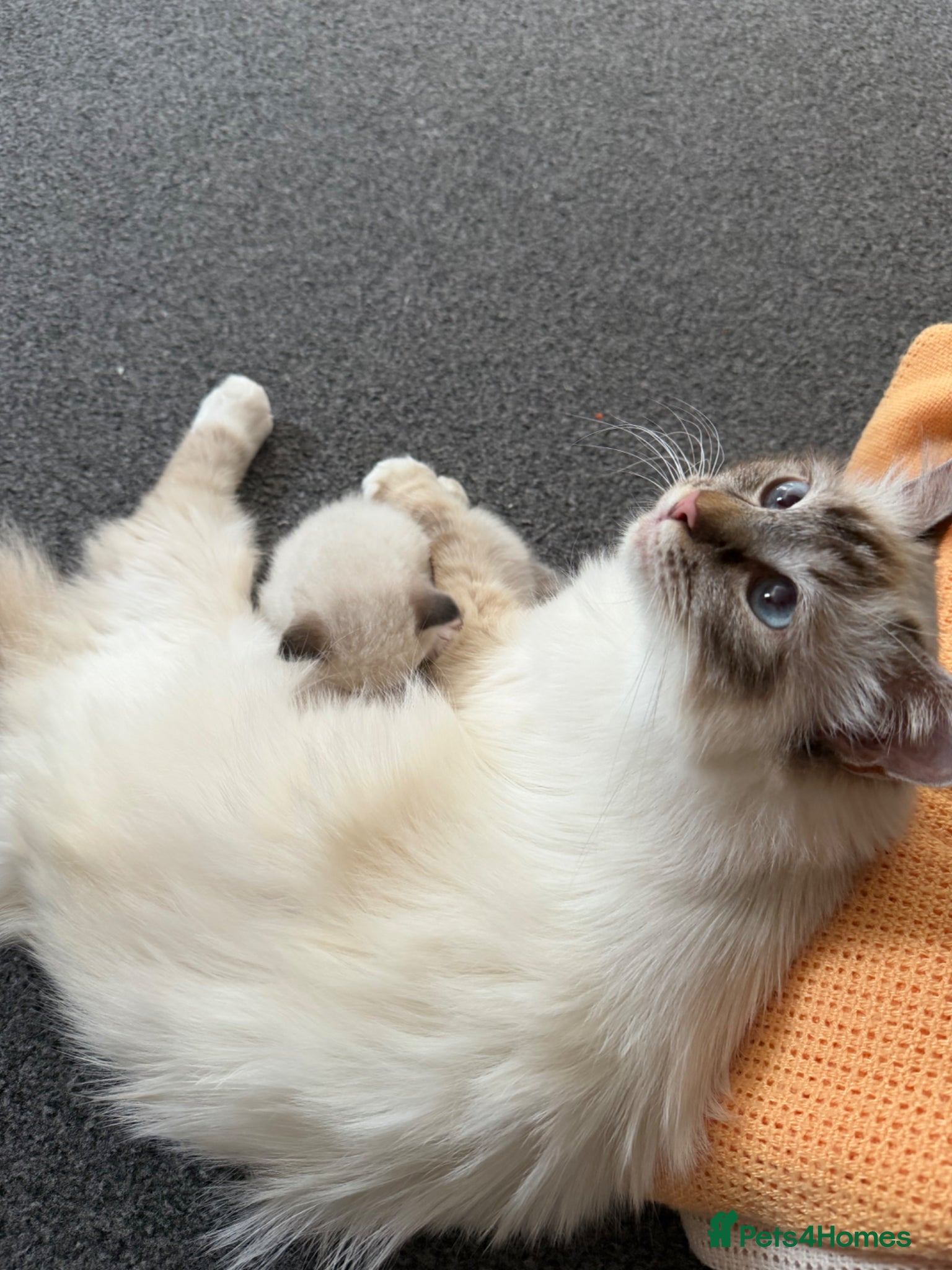 Birman cats for sale: Birman male kitten - Advert 1