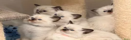 Ragdoll cats for sale: 5 ragdoll kittens  - Advert 15
