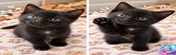 Mixed Breed cats for sale: Adorable kittens 4 tabbies and 2 black  in Harlow - Advert 10