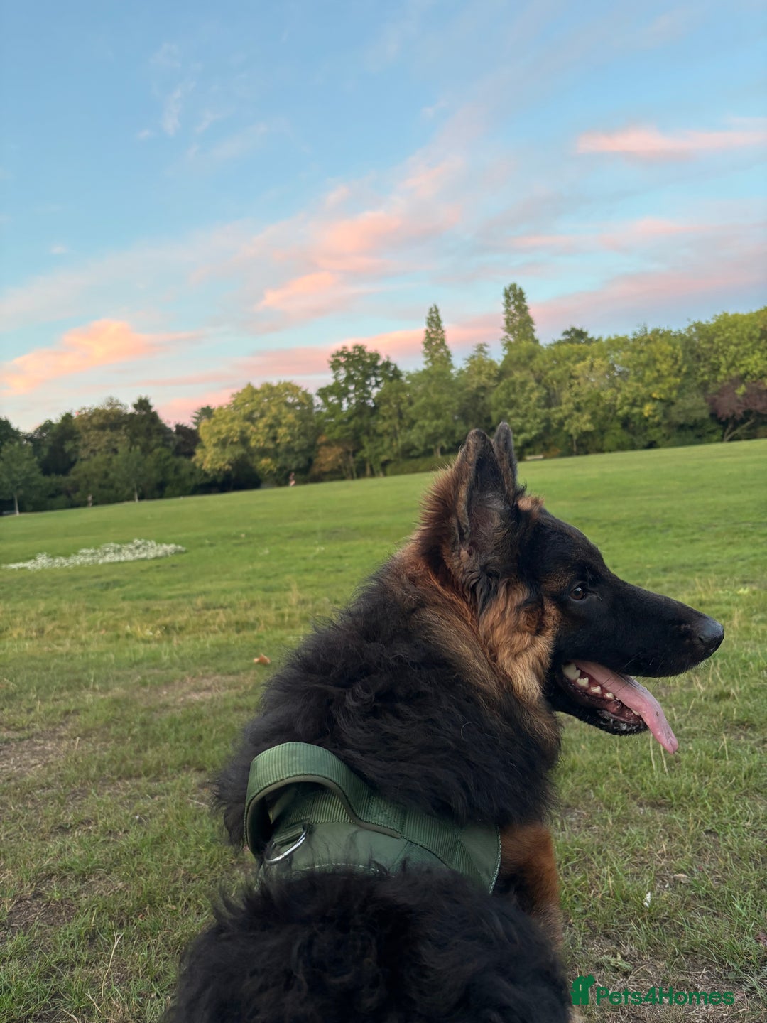 German Shepherd dogs for sale: Rehoming 1 Year Old Male German Shepherd - Advert 9