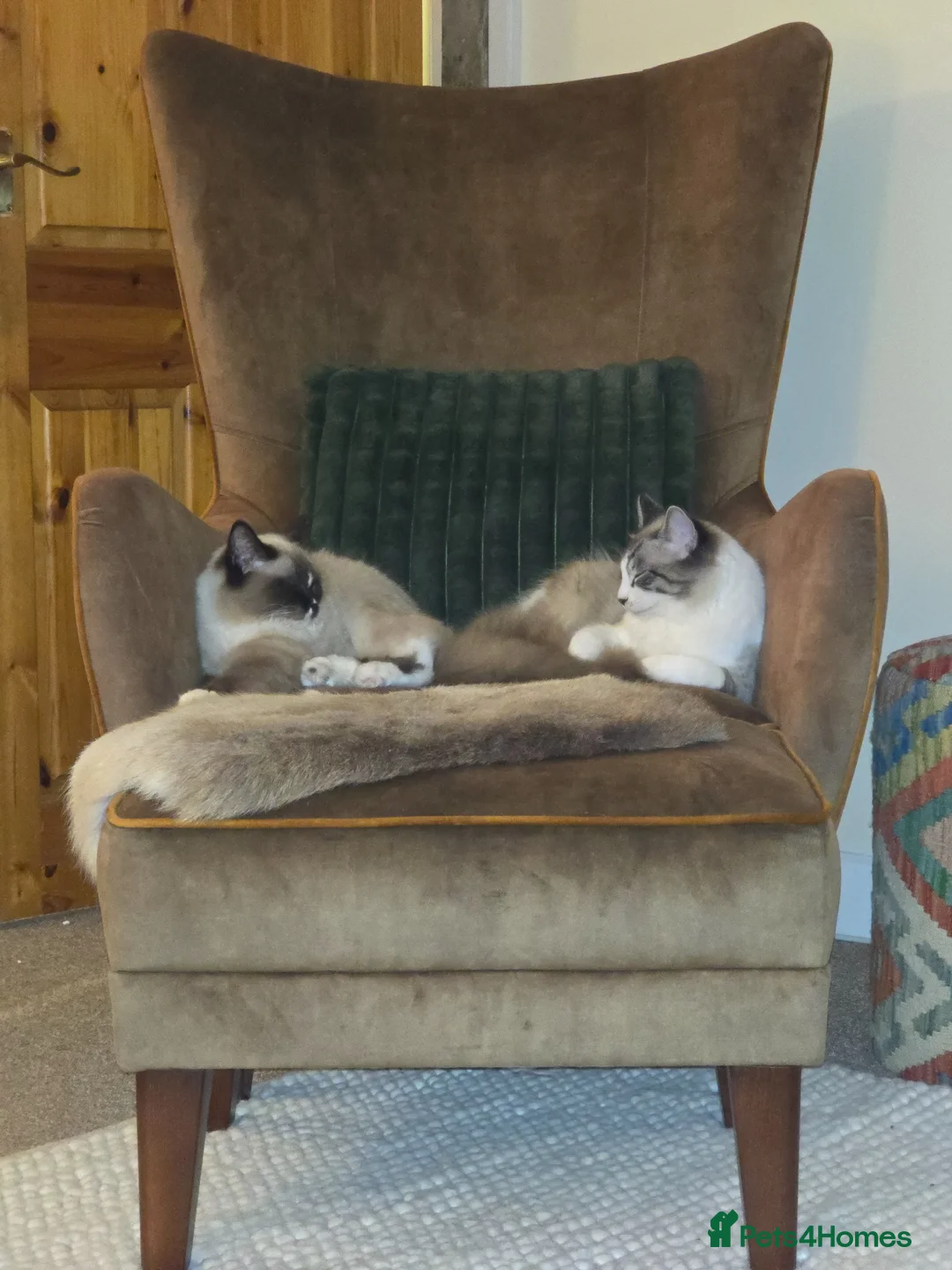 Ragdoll cats for sale: Effy and Ocean  - Advert 1