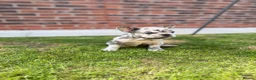 French Bulldog dogs for sale: KC/DWKC Registered French Bulldog Puppies - Advert 27