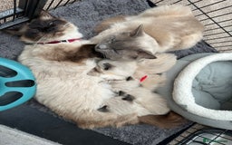 Ragdoll cats for sale: 3 stunning chunky ragdoll girls  - Advert 16