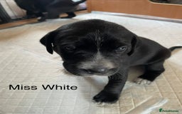 Mixed Breed dogs for sale: Dalmador Puppies for sale - Image 9