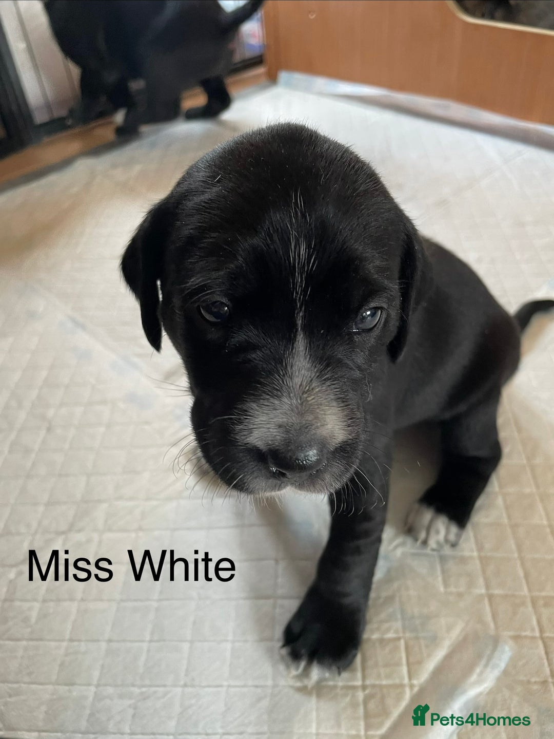 Mixed Breed dogs for sale: Dalmador Puppies for sale - Image 9