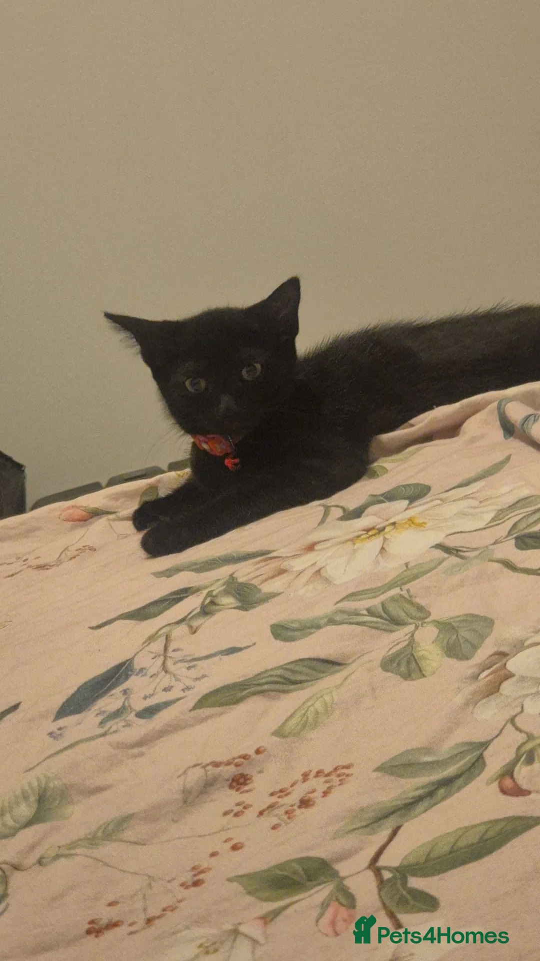 Russian Blue cats for sale: Ready Now - Russian Blue Kittens - Advert 3