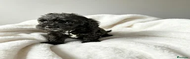 Cockapoo 1