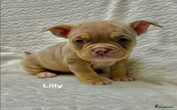 American Bully dogs for sale: ABKC Micro exotic pocket bully pups  - Advert 4