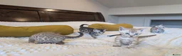 Bengal cats for sale: 🖤🩶🤍 Stunning Bengal Kittens 🤍🩶🖤 - Advert 22